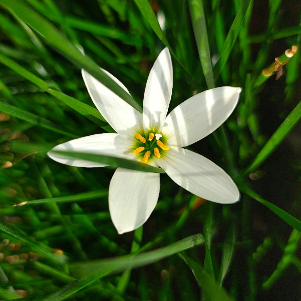 A close up of a white flower on a green plant